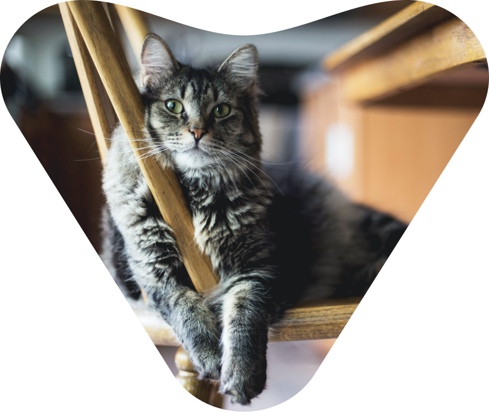 A beautiful cat, resting on a chair